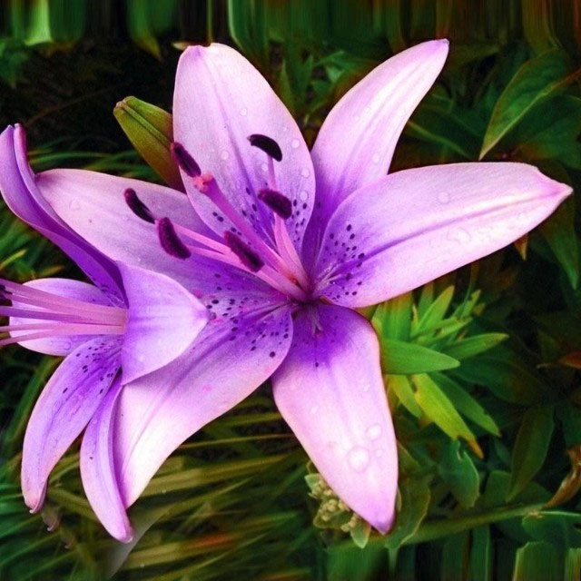 Hoa gì màu tím? Các loài hoa màu tím đẹp nhất thế giới - META.vn