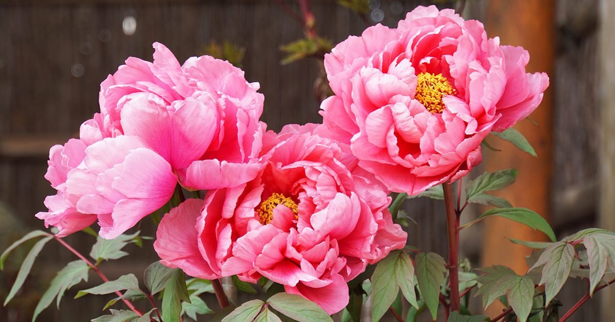 10 loài hoa may mắn trong tình yêu, công việc và cuộc sống - META.vn
