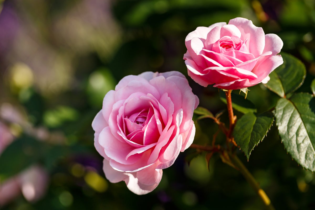 10 loài hoa may mắn trong tình yêu, công việc và cuộc sống - META.vn