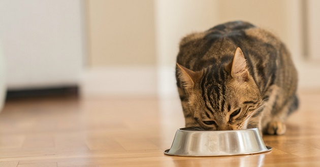 Cách làm pate cho mèo dễ ăn và tiêu hóa ra sao?

