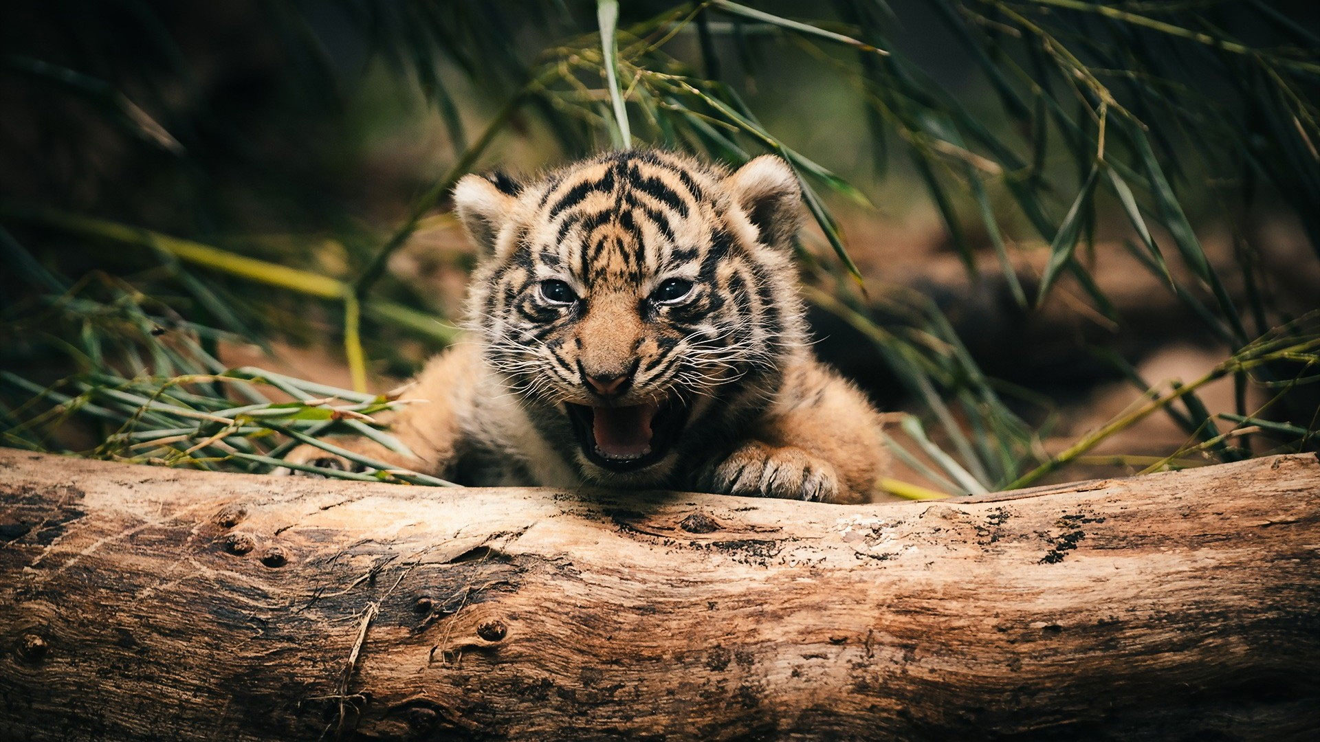 Top hơn 56 về hình nền con hổ cute tết mới nhất  Du học Akina