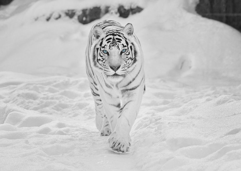 Hình nền khổng lồ Hổ trắng con hổ 88 cô gái 5120x2880 velaro 1467975 Hình nền đẹp hd WallHere