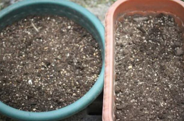 Cách trồng ngò rí bằng hạt tại nhà