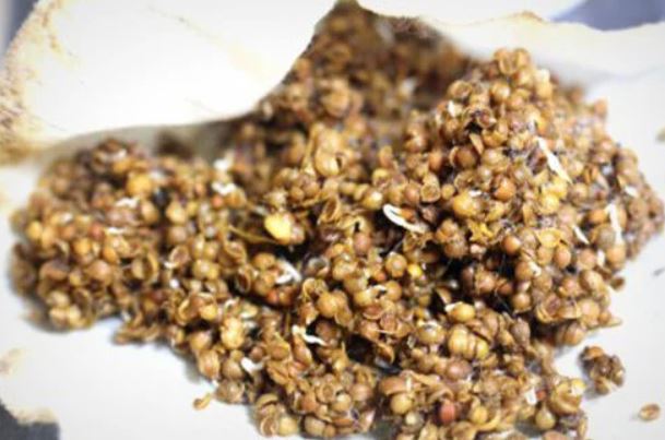 Cách trồng ngò rí bằng hạt tại nhà