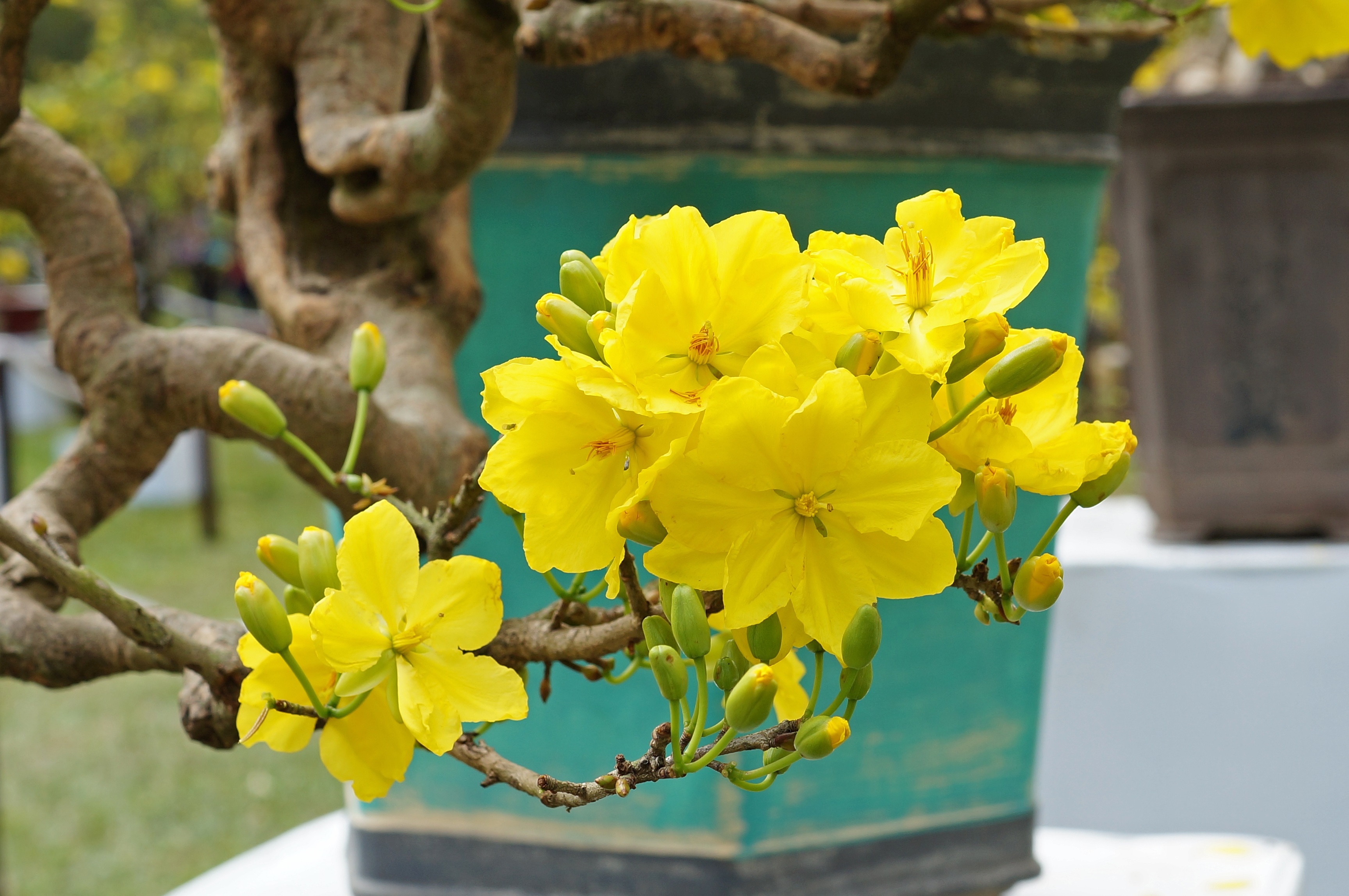 Cây mai vàng đẹp trong hoài niệm và truyền thống của ngày Tết. Hãy xem hình ảnh về các cây mai vàng đẹp để cảm nhận sự đẹp và ý nghĩa sâu sắc mà cây mai trang trí mang lại, đồng thời tạo không khí hân hoan đón chào năm mới.