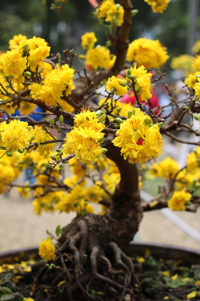 Những hình ảnh hoa mai vàng đẹp nhất không thể bỏ qua - Vườn Mai Hoàng Long