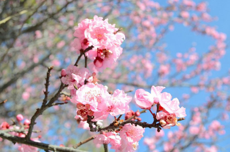Vì đất quyến rũ, vì hoa đào đẹp nên bao mệt mỏi đều tan biến' | Báo Pháp  luật Việt Nam điện tử