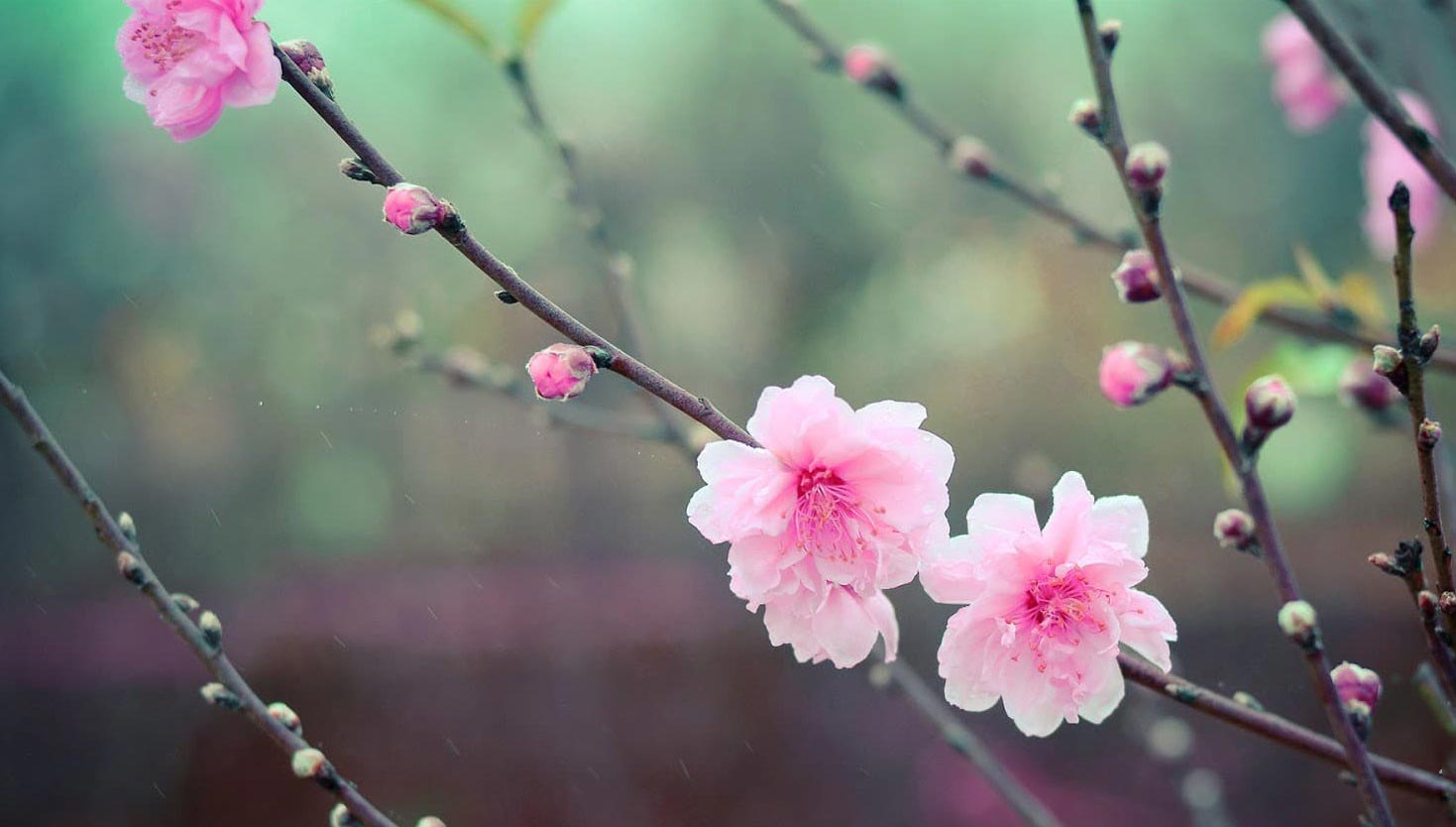 30 Hình ảnh hoa đào ngày Tết đẹp mừng năm mới - META.vn