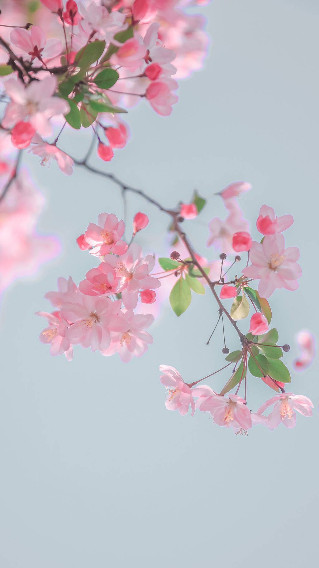 30 Hình ảnh hoa đào ngày Tết đẹp mừng năm mới - META.vn