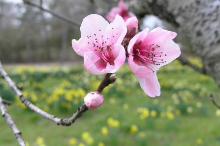 Hoa đào ngày Tết đẹp làm say đắm lòng người. Mùa xuân là khoảnh khắc của sự khởi đầu mới và những cánh hoa đào rực rỡ sẽ mang lại nhiều may mắn và tài lộc cho cuộc sống của bạn.