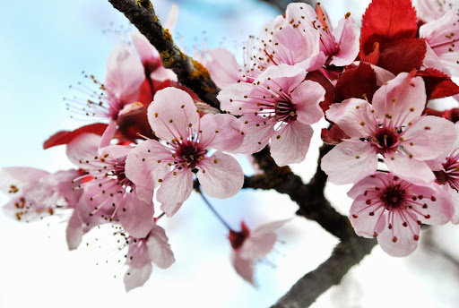 Hình ảnh hoa đào Tết làm cho bạn cảm thấy đã đến mùa xuân, vẻ đẹp tươi tắn, tỏa sáng sẽ đem lại niềm vui, hạnh phúc, tình yêu và sức sống.