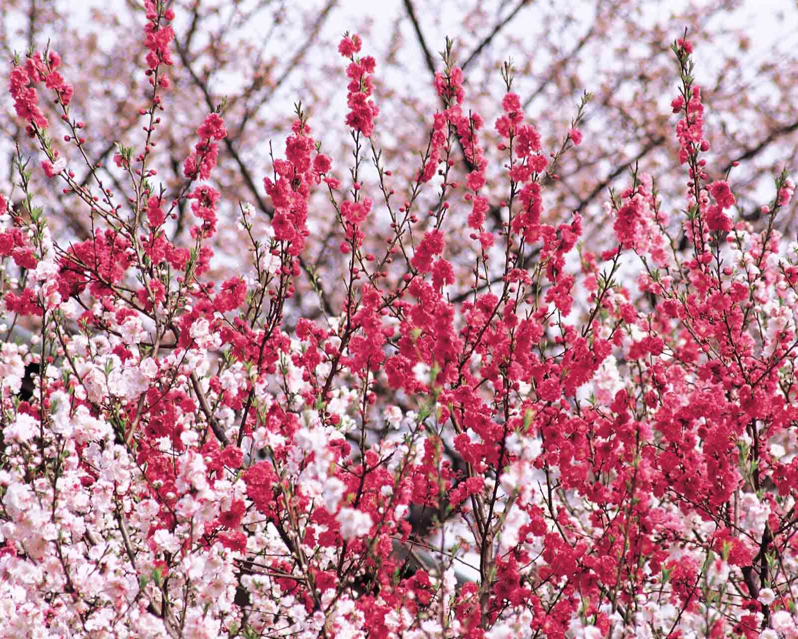 Hoa đào tiếp tục được khoe sắc trong hình ảnh này, với màu hồng đậm rực rỡ và sức sống mãnh liệt. Nhìn vào hình ảnh hoa đào giúp ta cảm thấy hạnh phúc và đầy năng lượng để bắt đầu một năm mới.