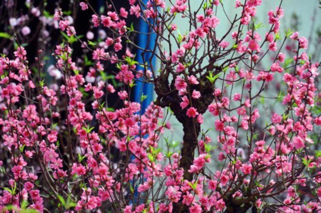 Ngày Tết không thể thiếu hoa đào với vẻ đẹp trang trọng và tươi tắn. Mỗi cành hoa thướt tha, khoe sắc hồng rực rỡ trên nền trắng tinh khôi. Hãy đến với hình ảnh hoa đào ngày Tết để trải nghiệm không khí tết thật ấm áp.
