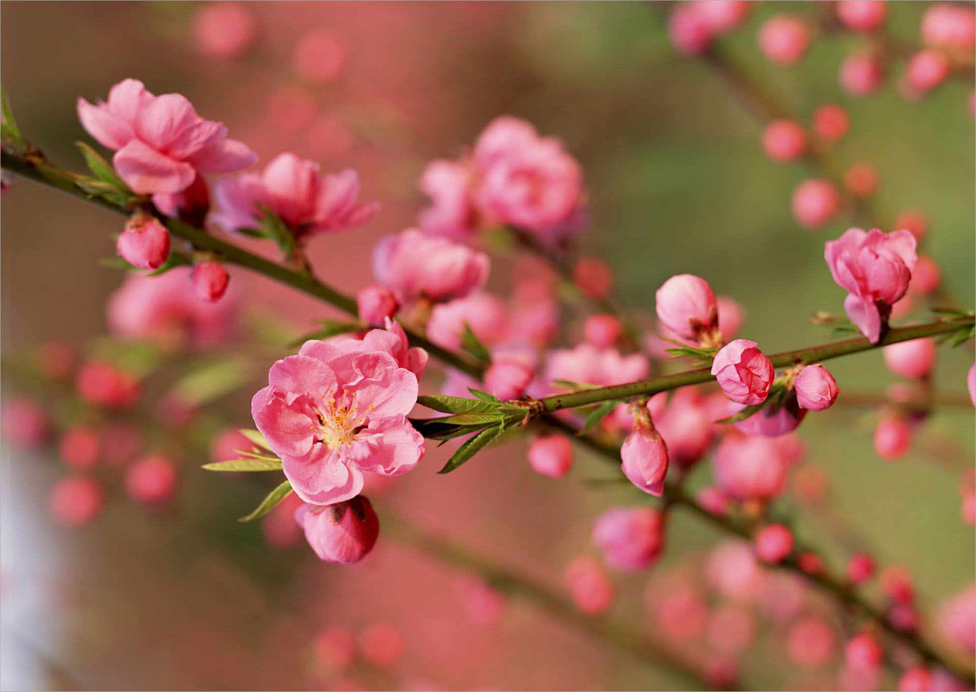 Hoa đào ngày Tết là biểu tượng đặc trưng của mùa xuân và niềm hạnh phúc của người Việt. Những cánh đào đỏ rực và khoe sắc trên nền tuyết trắng sẽ làm cho mùa Tết của bạn trở nên tràn đầy mong ước và may mắn.