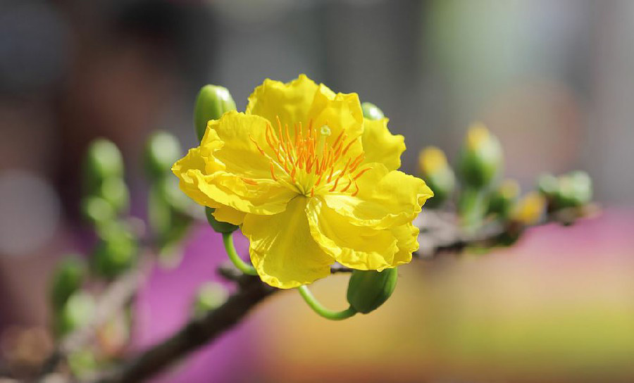 20 Hình ảnh hoa mai, hình nền cây hoa mai đẹp nhất cho ngày Tết 2023