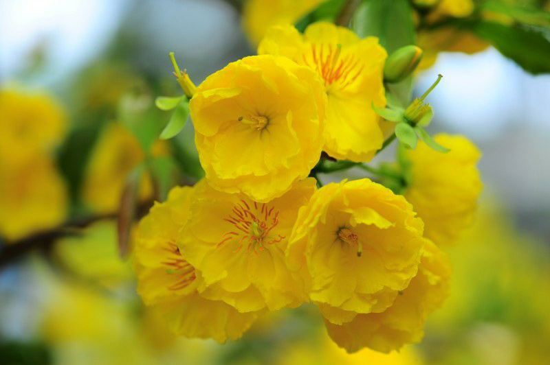 Cách chăm sóc mai vàng cho hoa nở rực rỡ dịp Tết Nguyên Đán