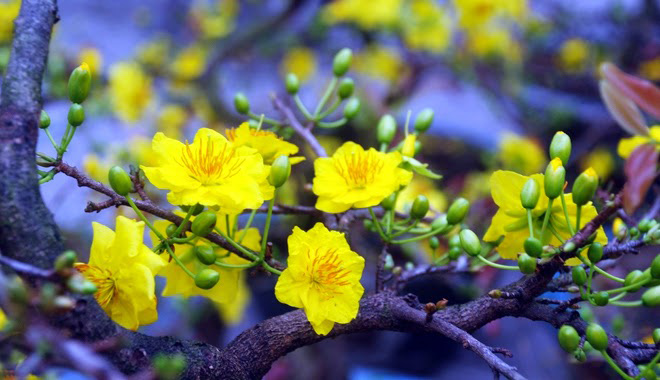30 hình ảnh hoa mai vàng tuyệt đẹp không thể bỏ qua  Hà Nội Spirit Of  Place