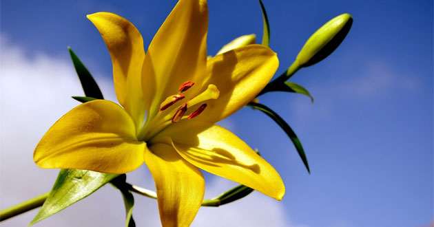 Tận hưởng vẻ đẹp của hoa ly 5 tai là gì và cách trồng và chăm sóc chúng đúng cách