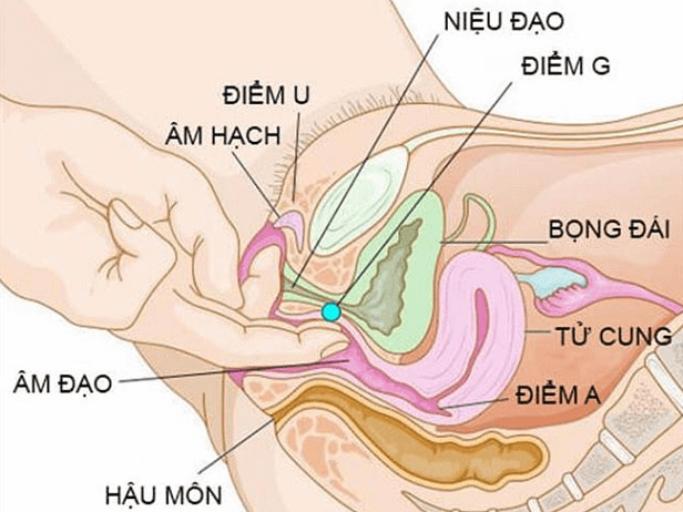 Điểm G là gì?
