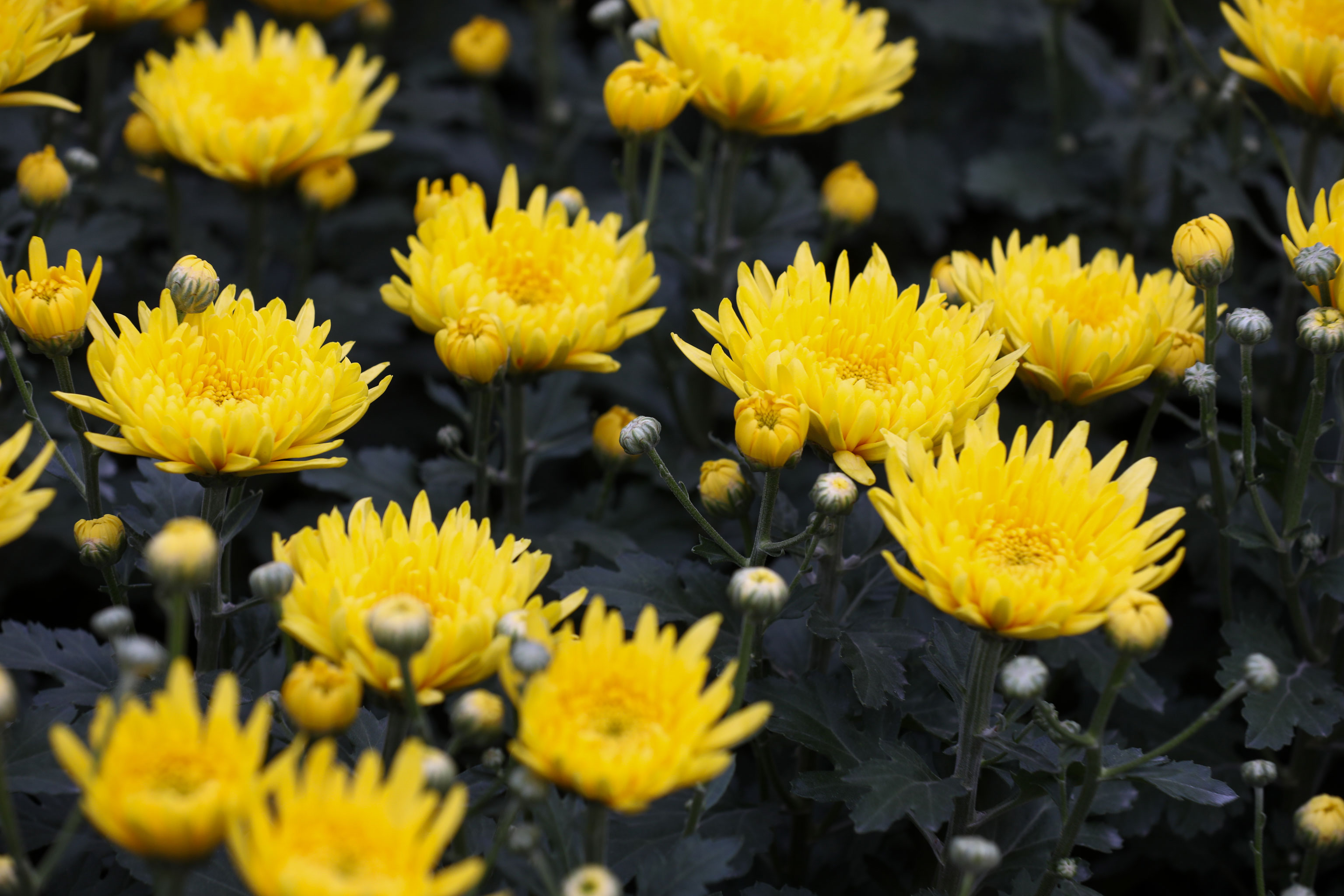 Chiêm ngưỡng 100 hình ảnh hoa cúc vàng mùa thu đẹp thích mê