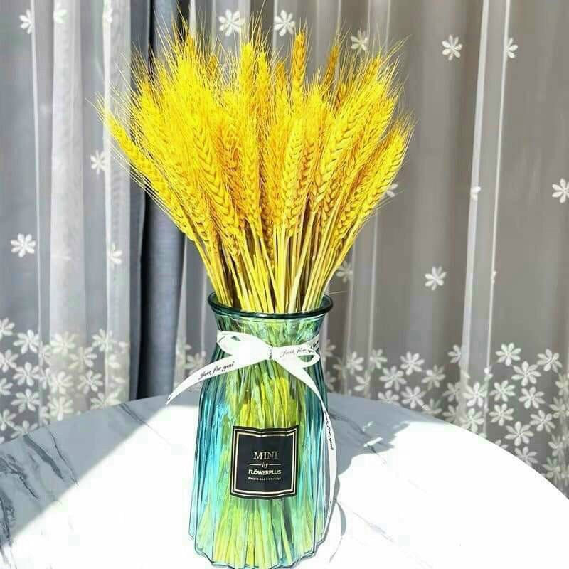 Cách cắm hoa lúa mạch đẹp và ý nghĩa hoa lúa mạch - META.vn
