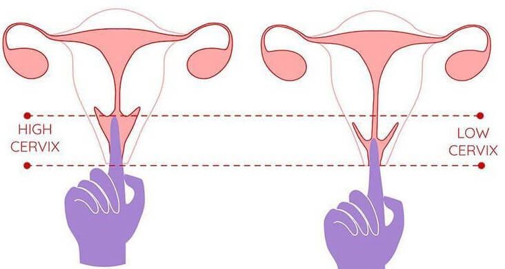 Cách xác định độ dài ống âm đạo
