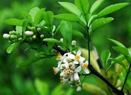 Thơ về hoa bưởi hay, hình ảnh hoa bưởi đẹp - META.vn Thơ Về Hoa Bưởi Hay, Hình Ảnh Hoa Bưởi Đẹp - Meta.Vn