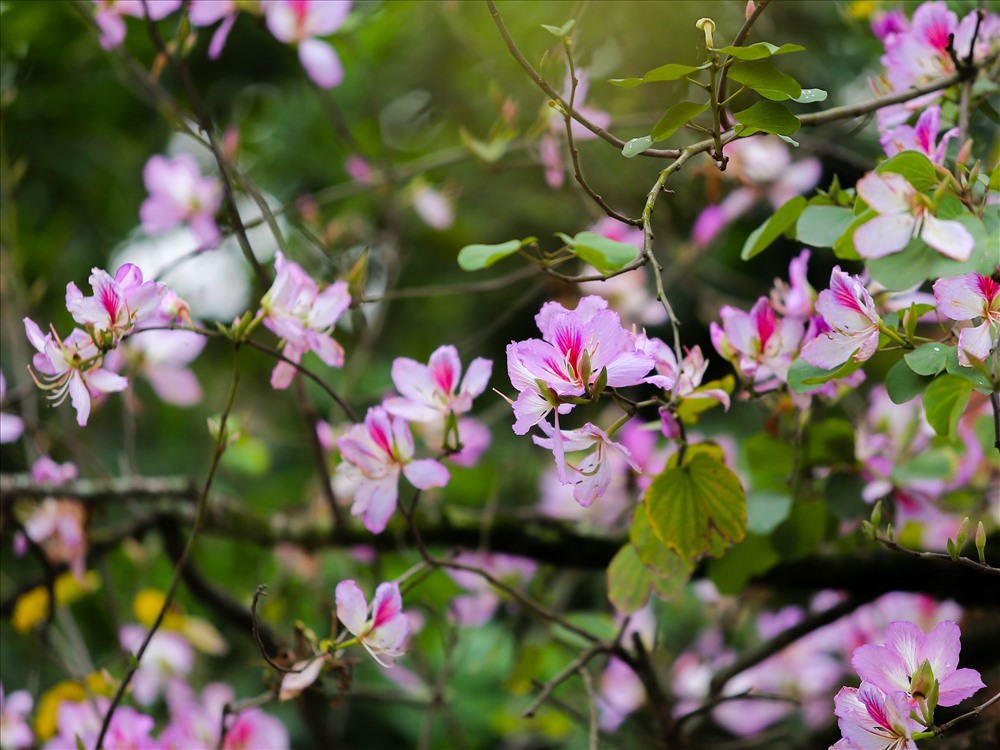 Hoa ban vẻ đẹp đặc trưng của núi rừng Tây Bắc  Đài Phát thanh và Truyền  hình Điện Biên