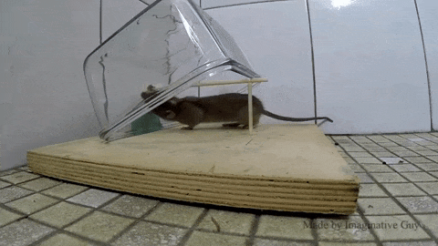 Cách làm bẫy chuột thông minh