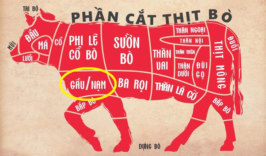 Con bò được bao bọc bởi bộ phận nào?