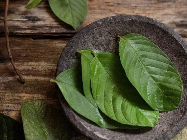 Chữa nước ăn tay bằng lá ổi