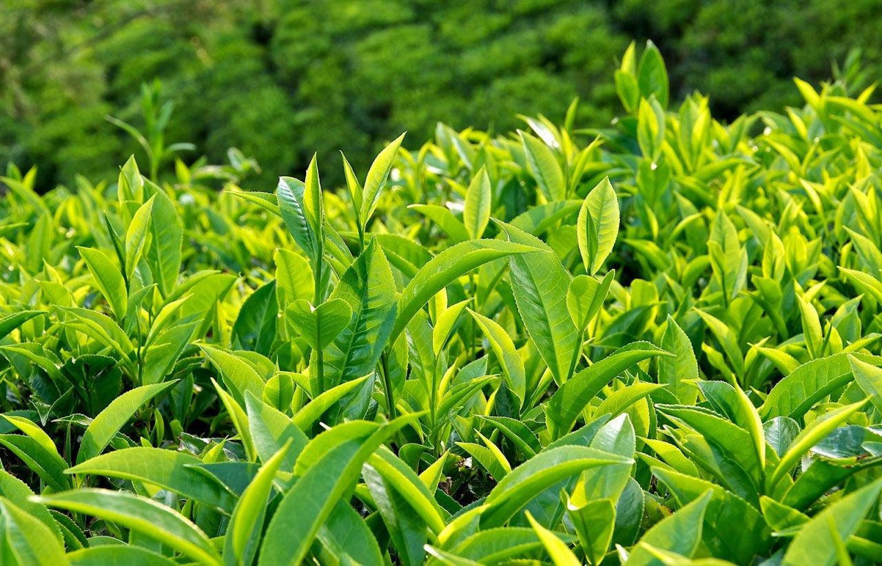 Chữa nước ăn tay bằng lá trà xanh