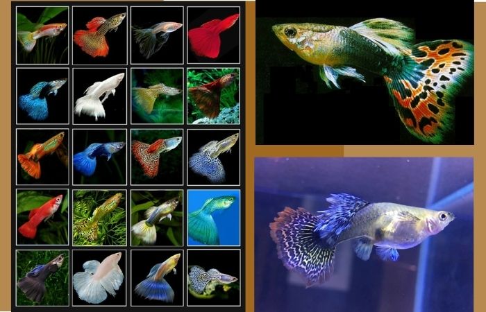 Hình ảnh Cá Bảy Màu Bị Cô Lập Trên Nền Trắng Xanh PNG , Màu đỏ, Đầy Màu  Sắc, Vàng PNG trong suốt và Vector để tải xuống miễn phí