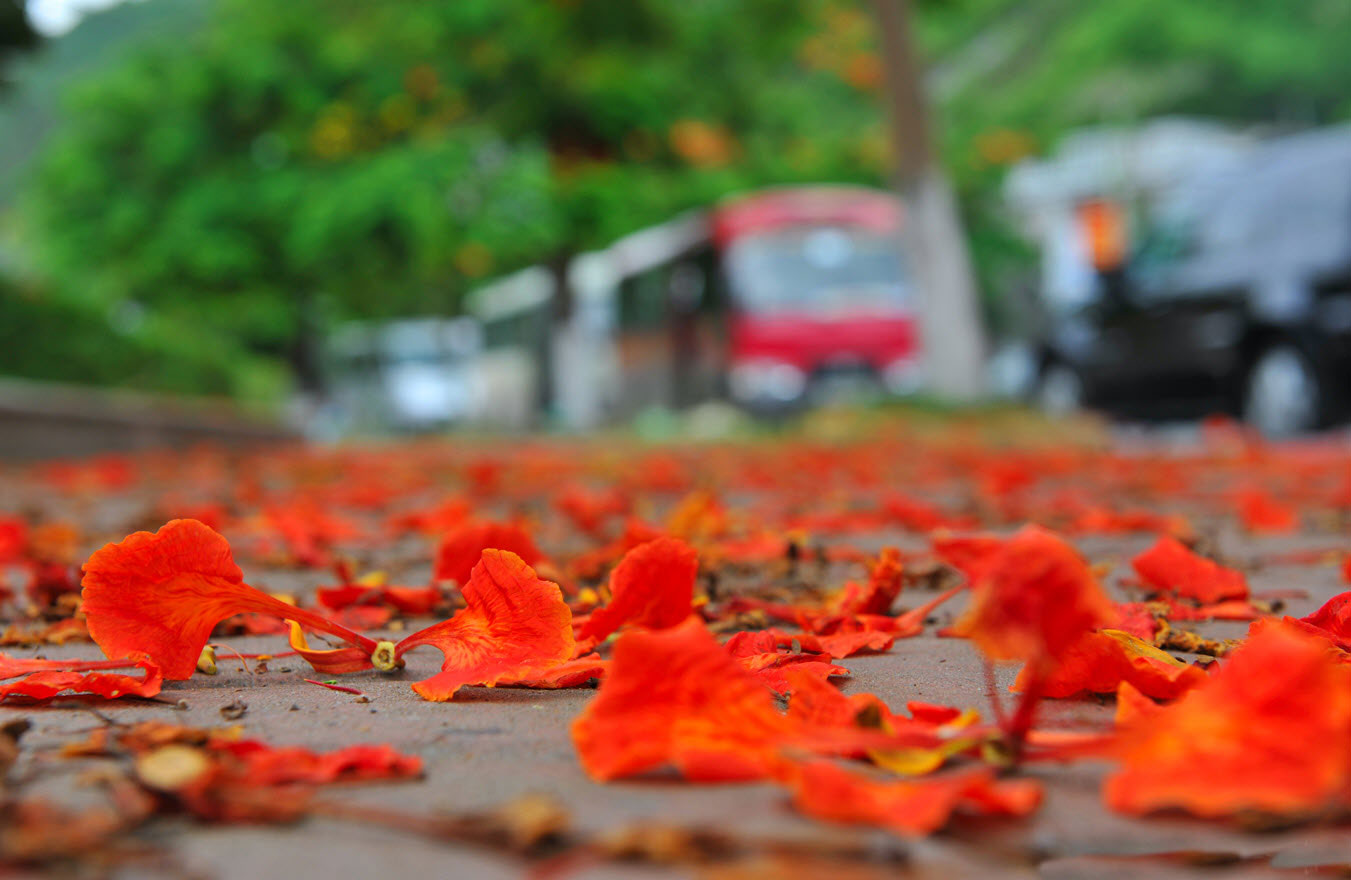 30+ Hình ảnh mùa hè đẹp nhất, ảnh mùa hạ rực rỡ sắc màu - META.vn