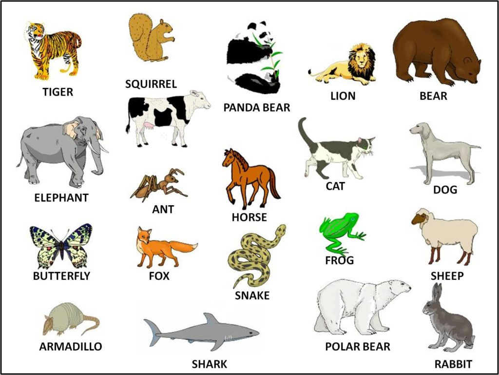 Hình ảnh và tên gọi các con vật cho bé nhận biết - META.vn