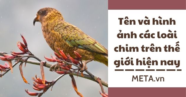Các loài chim cu gáy Việt Nam | Diễn đàn chim cá cảnh - Thiên Đường Cá Cảnh