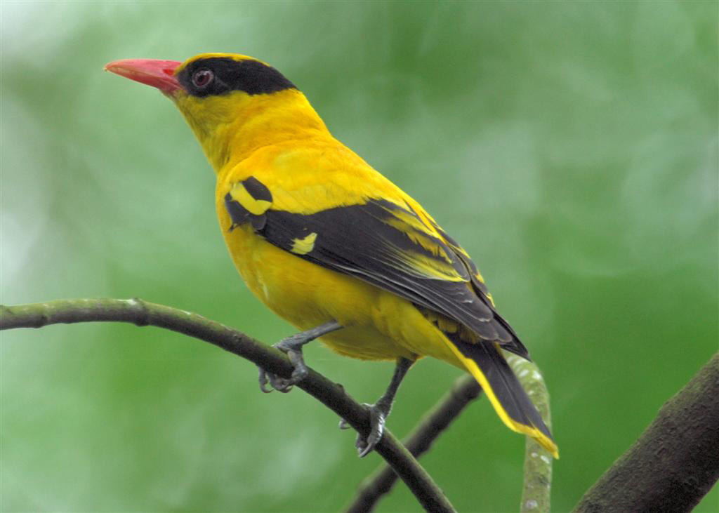Top những loài chim cảnh được nhiều người nuôi nhất ở Việt Nam