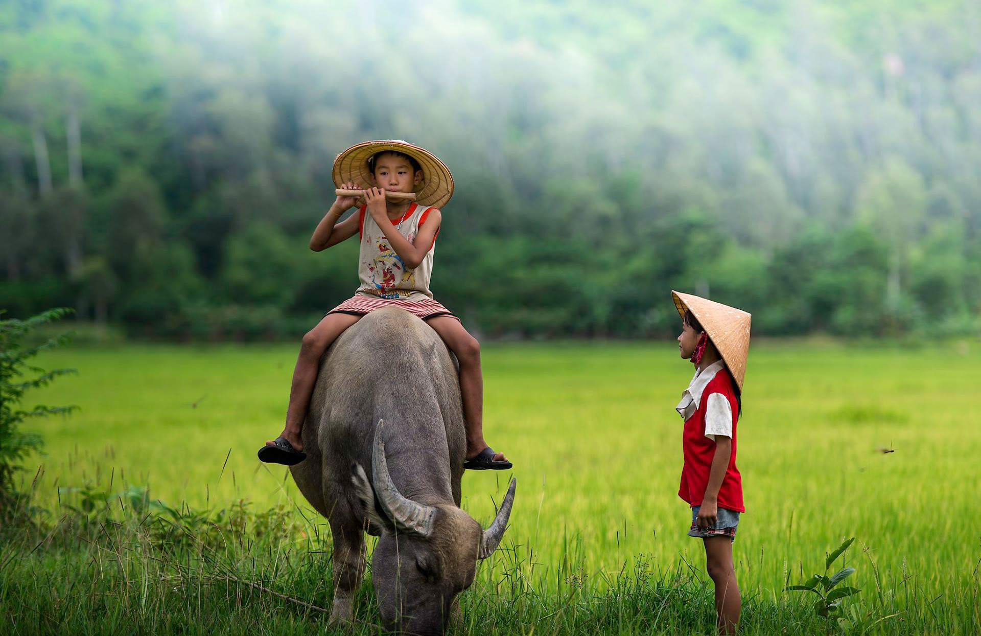 Tổng hợp hình ảnh quê hương Việt Nam đẹp nhất  Top10tphcm