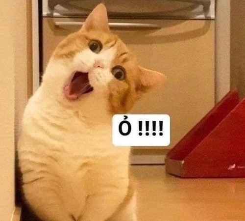 Meme mèo bựa, meme mèo trầm cảm siêu hài hước - META.vn