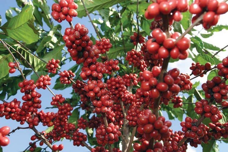 Dòng cà phê Robusta