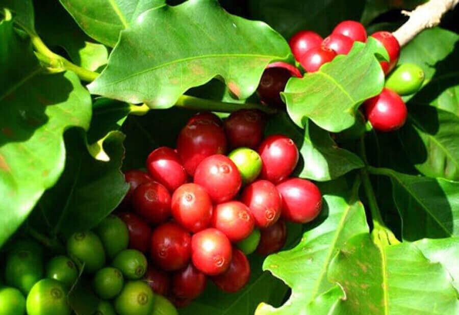 Cà phê Cherry