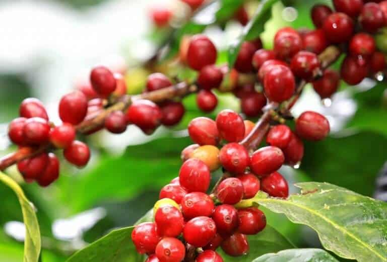 Cà phê Arabica