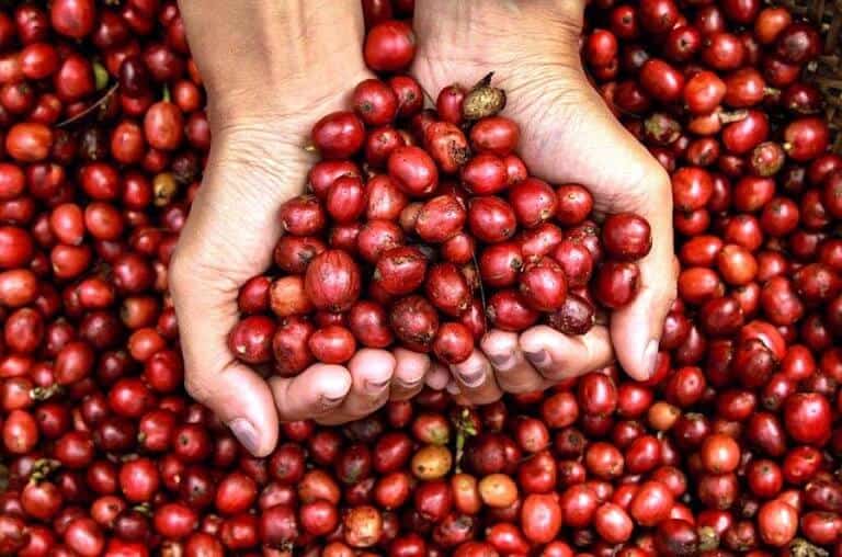 Cà phê Arabica Typica