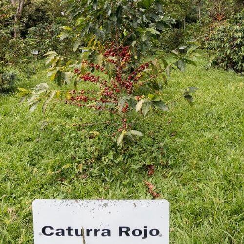 Cây cà phê Caturra