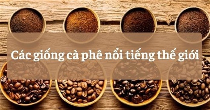 Nguồn gốc và đặc điểm của các giống cà phê nổi tiếng thế giới