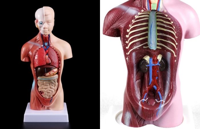 Chi tiết 57+ về mô hình các bộ phận cơ thể người hay nhất