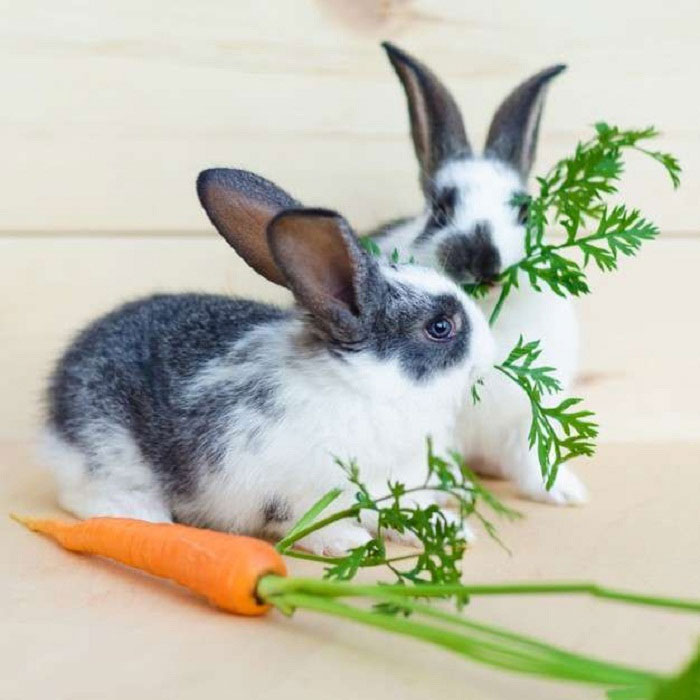 Thỏ và bé cà rốt