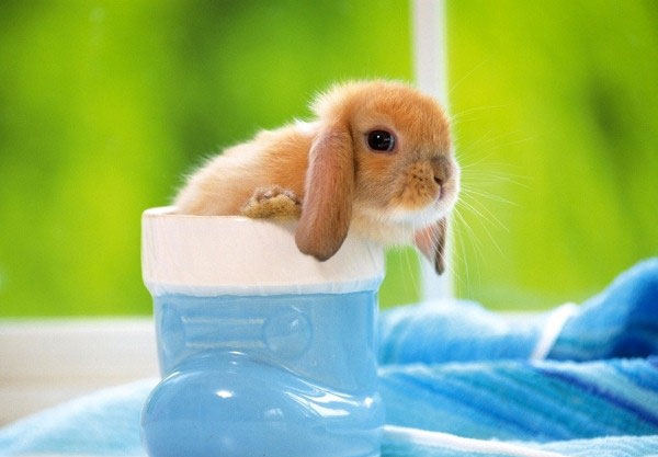 Dễ Thương Cute Thỏ Chibi  Hình Ảnh Chibi Thỏ Con Anime