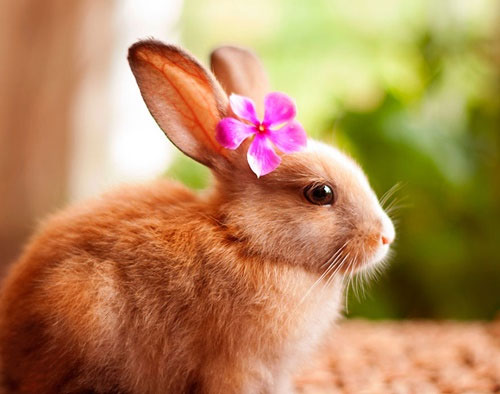 99 Hình Ảnh Con Thỏ Chibi Cute Đáng Yêu Làm Hình Nền Dễ Thương