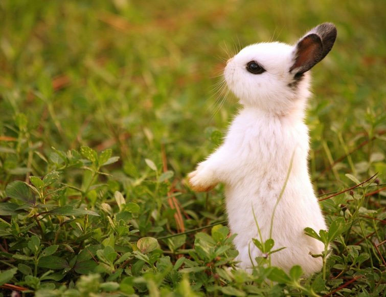 Ảnh Con Thỏ Dễ Thương Cute Đẹp Đáng Yêu Nhất mới nhất 2023   c3nguyentatthanhhpeduvn